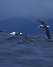 albatross
