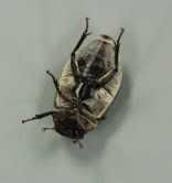 Bug turn turtle