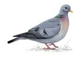 dove