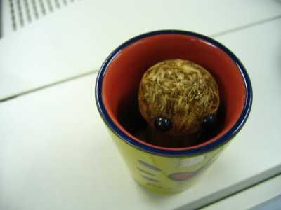 GayLord's GrassHead