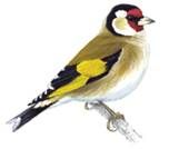 gold finch