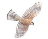 hawk