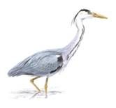 heron