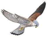 kestrel
