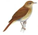 nightingale