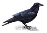 raven