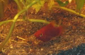 red platty