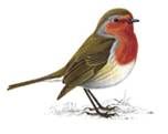 robin