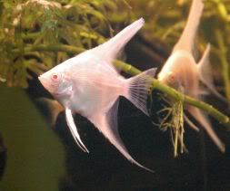 silver angle fish