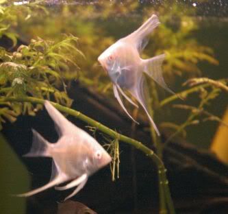silver angle fish