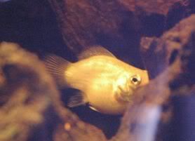 silver sailfin molly