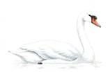 swan