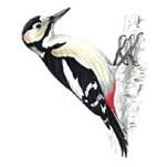 wood pecker