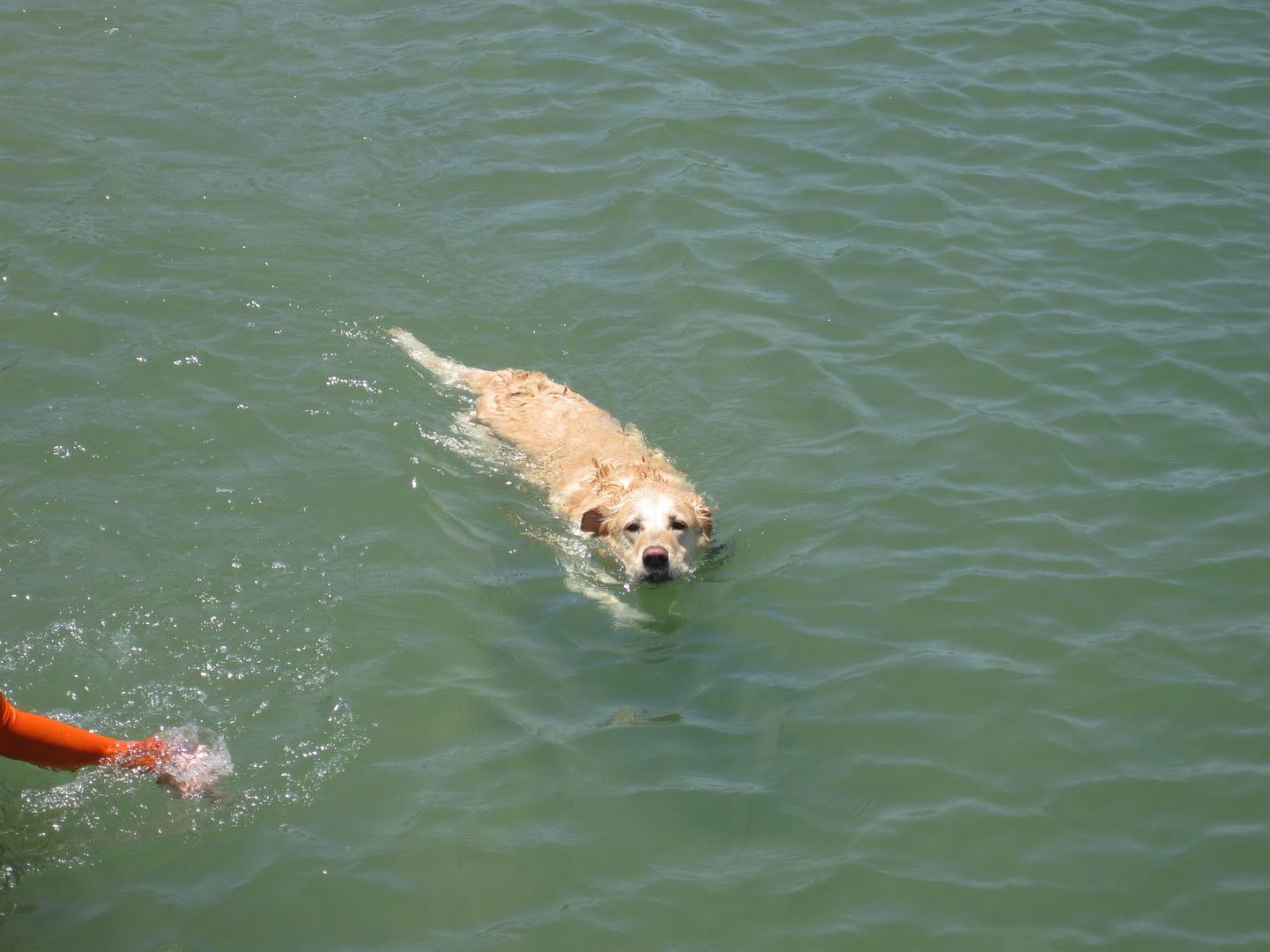 Meg the swimming dog