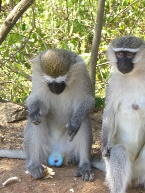 This Vervet Monkey Has A Very Bad Case Of Blue Balls This Vervet Monkey Has A Very Bad Case Of Blue Balls