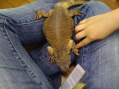 lizard lap