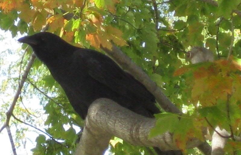 This evil crow was captured (on film) by Keesa Marie