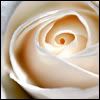 white rose Pictures, Images and Photos