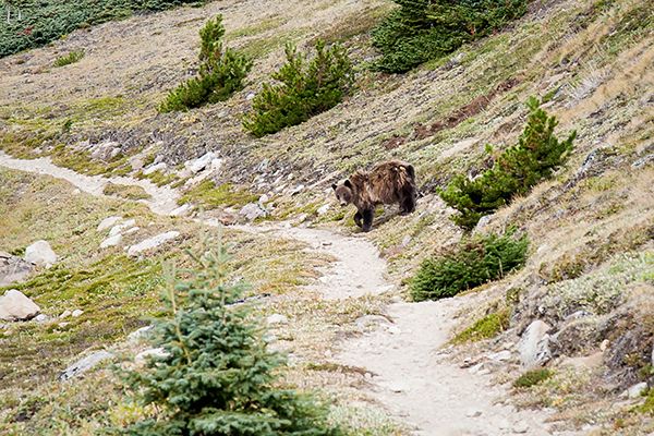 IMAGE: http://i2.photobucket.com/albums/y39/pudgy_groundhog/210_bear_zpshklcnh1e.jpg