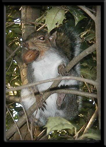 squirrelnut.jpg