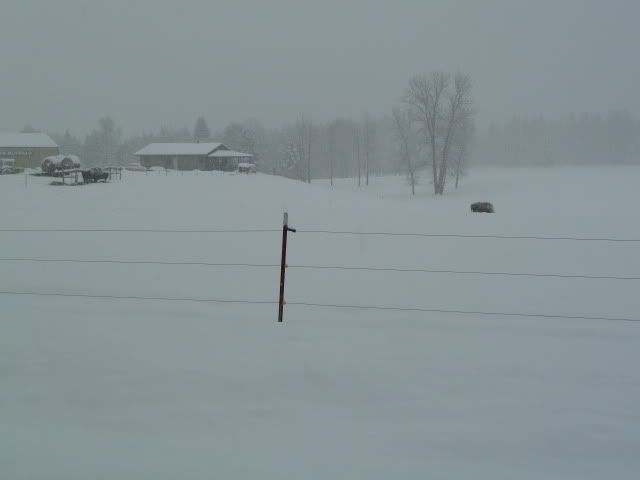 New bison ranchers needed - Homesteading Questions
