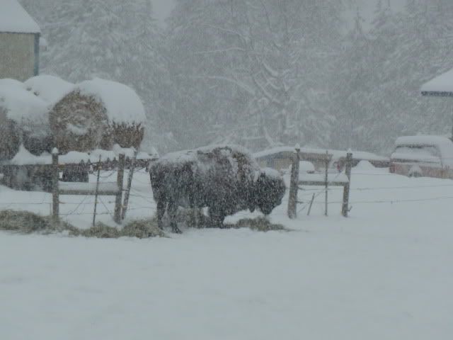New bison ranchers needed - Homesteading Questions