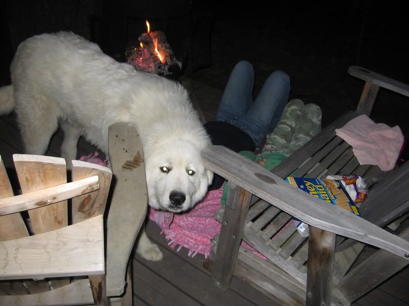 mountain lions!!! - Homesteading Questions