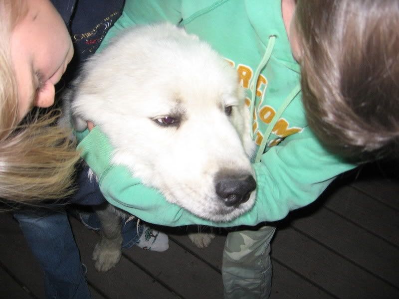 mountain lions!!! - Homesteading Questions