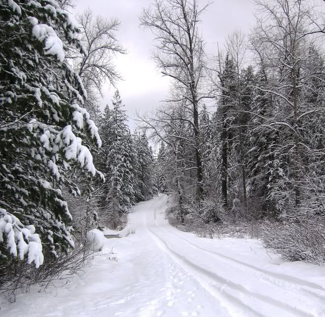 Snowy Pics..I can't help myself! - Homesteading Questions