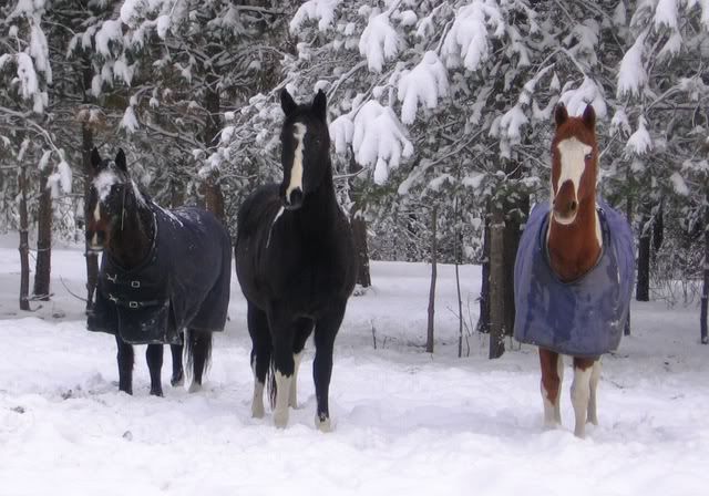 Snowy Pics..I can't help myself! - Homesteading Questions