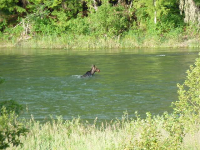 Visitor this morning - Countryside Families