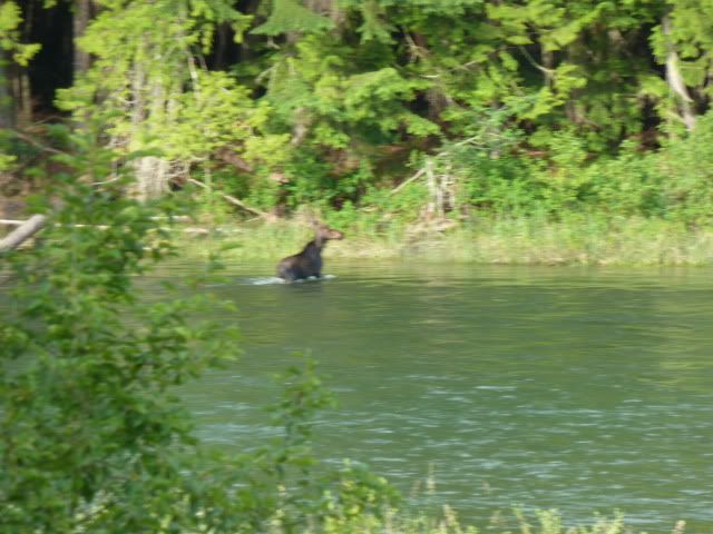 Visitor this morning - Countryside Families