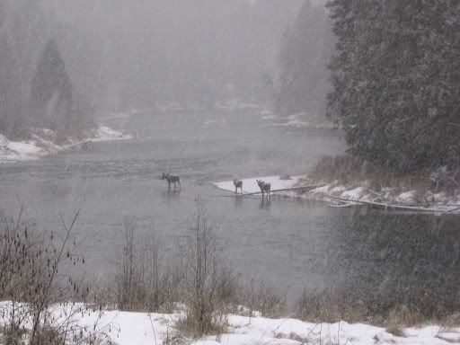 Lisa in North Idaho - Homesteading Questions