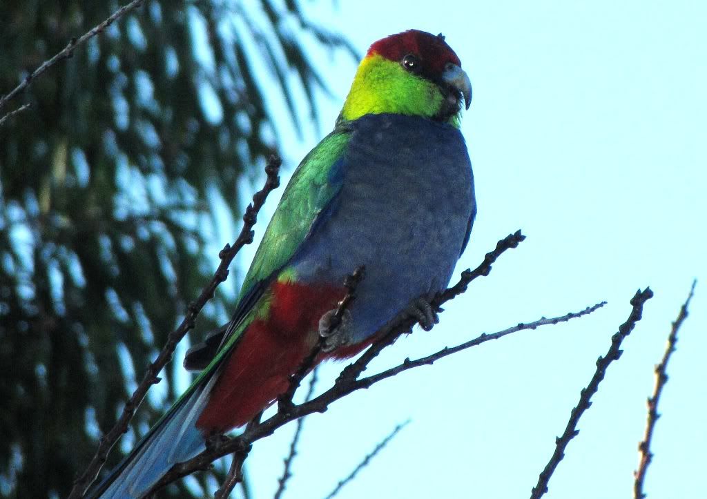 Red-cappedParrot01.jpg