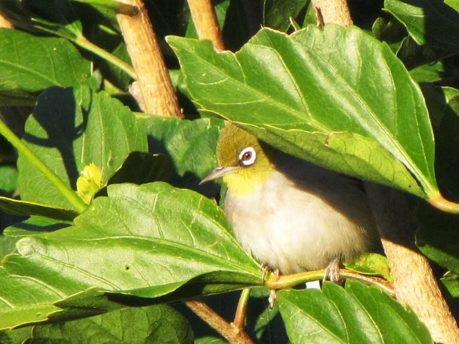 Silvereyes05.jpg