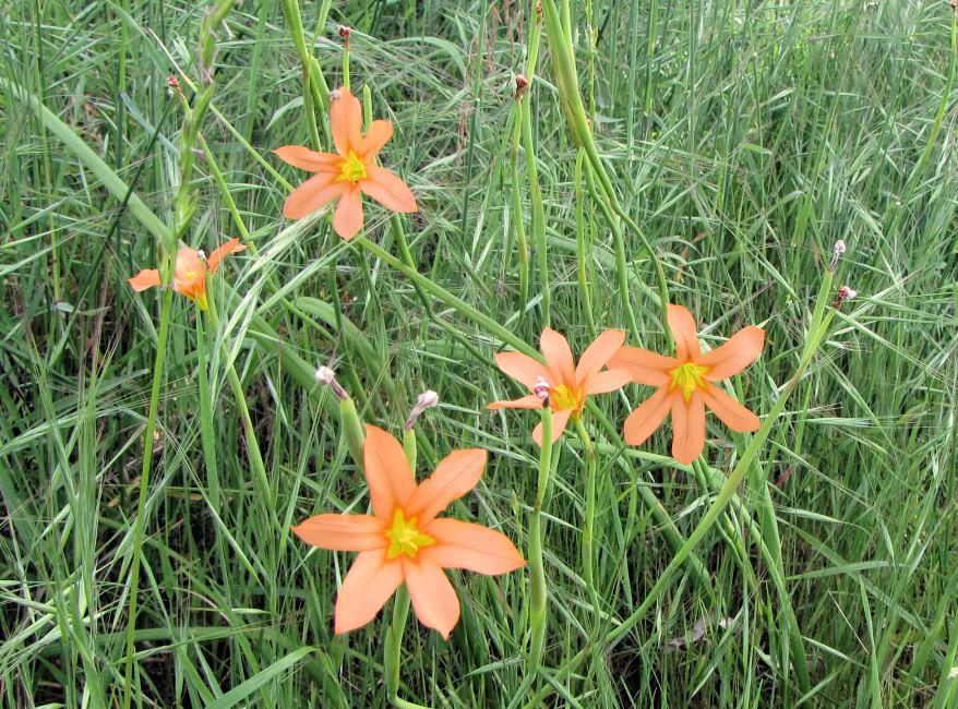 Wildflowers-OrangeStars.jpg