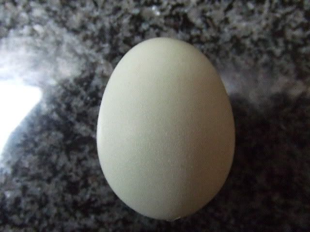 Dandelionsegg.jpg