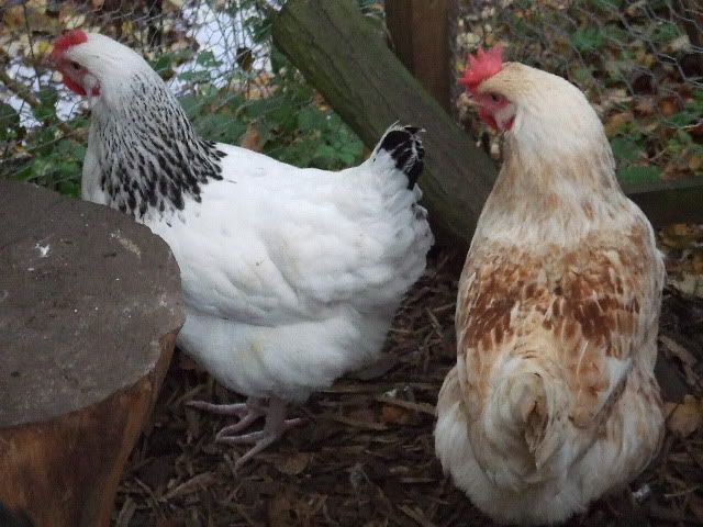 Amber Link Hens