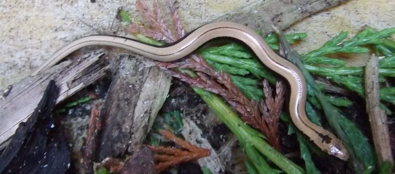 Slowworm.jpg