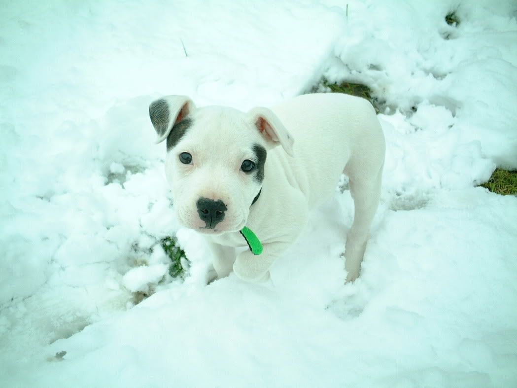 SnowPup.jpg