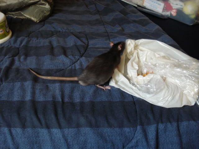 Rat pictures!! (BIG PICTURES!)