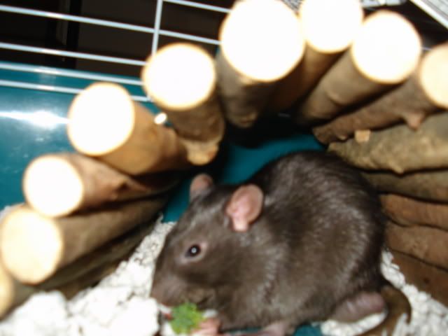 Rat pictures!! (BIG PICTURES!)