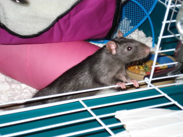 Rat pictures!! (BIG PICTURES!)