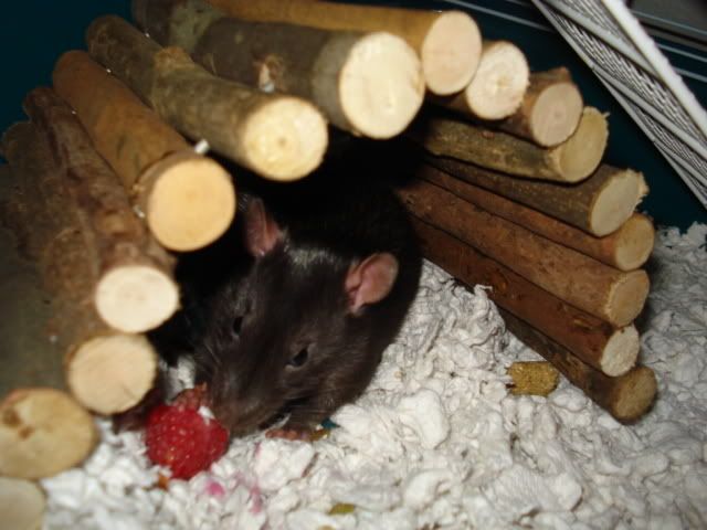 Rat pictures!! (BIG PICTURES!)