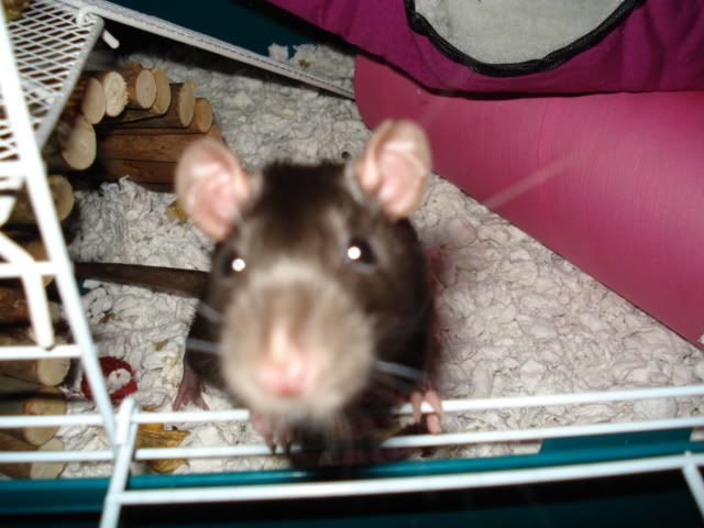 Rat pictures!! (BIG PICTURES!)