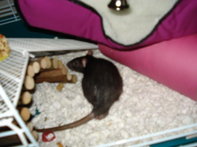 Rat pictures!! (BIG PICTURES!)