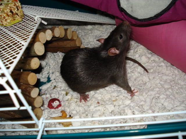 Rat pictures!! (BIG PICTURES!)