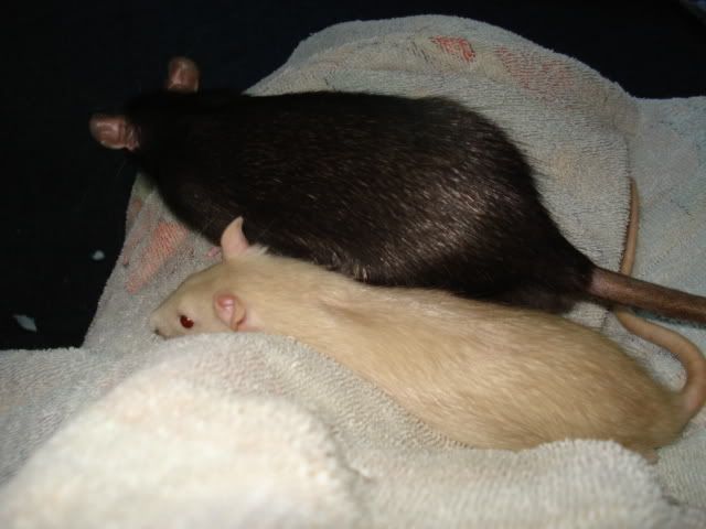 Miles &amp; Allan say Hello (Rat pics!)