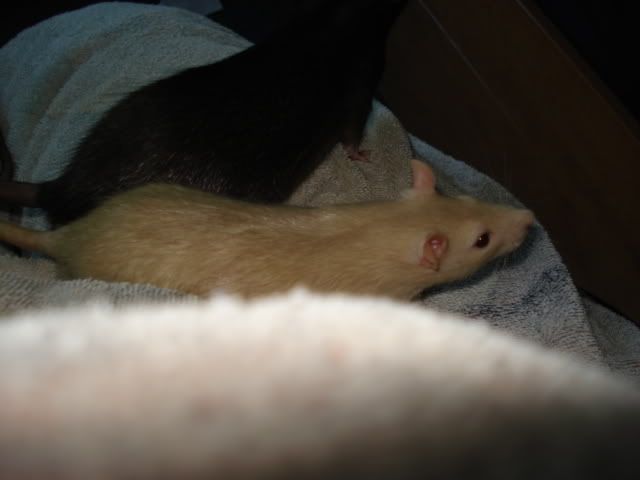 Miles &amp; Allan say Hello (Rat pics!)
