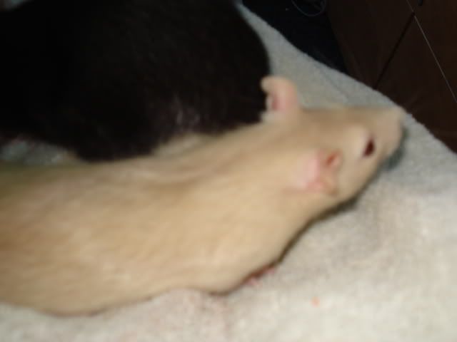 Miles &amp; Allan say Hello (Rat pics!)